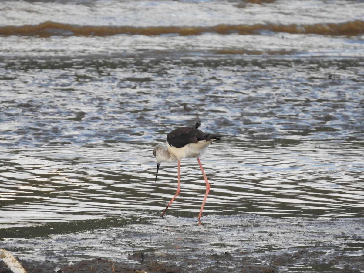 Black-winged Stilt - ML610953787