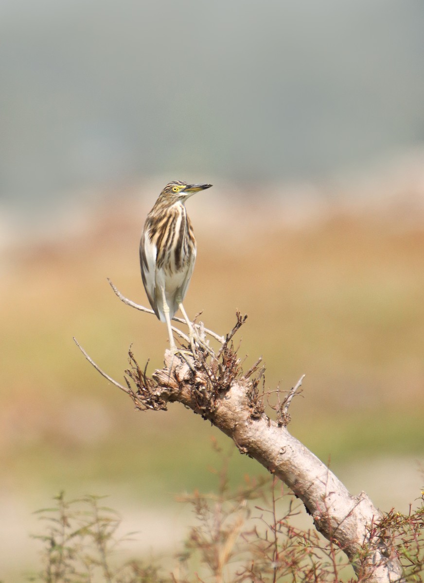 Indian Pond-Heron - ML610953842