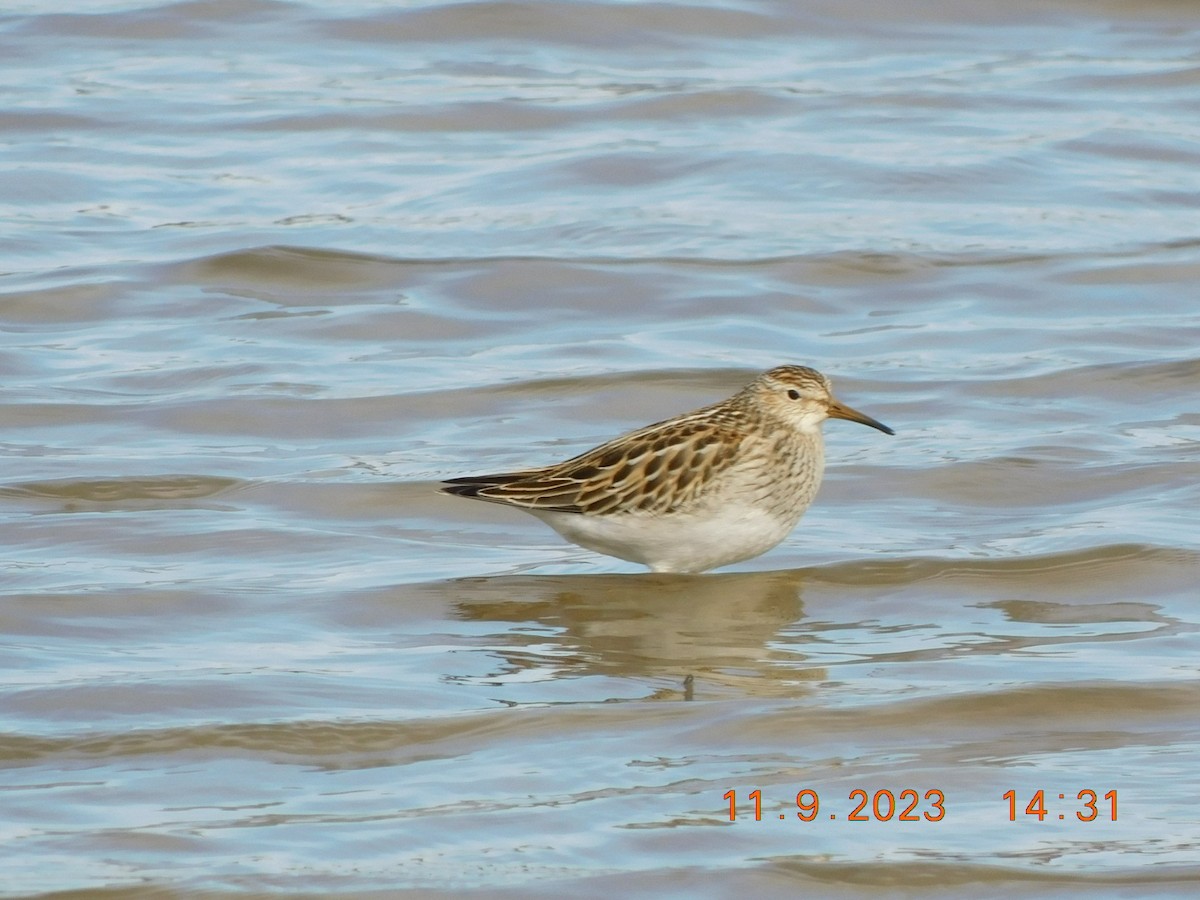 חופית כהת-חזה - ML610953881