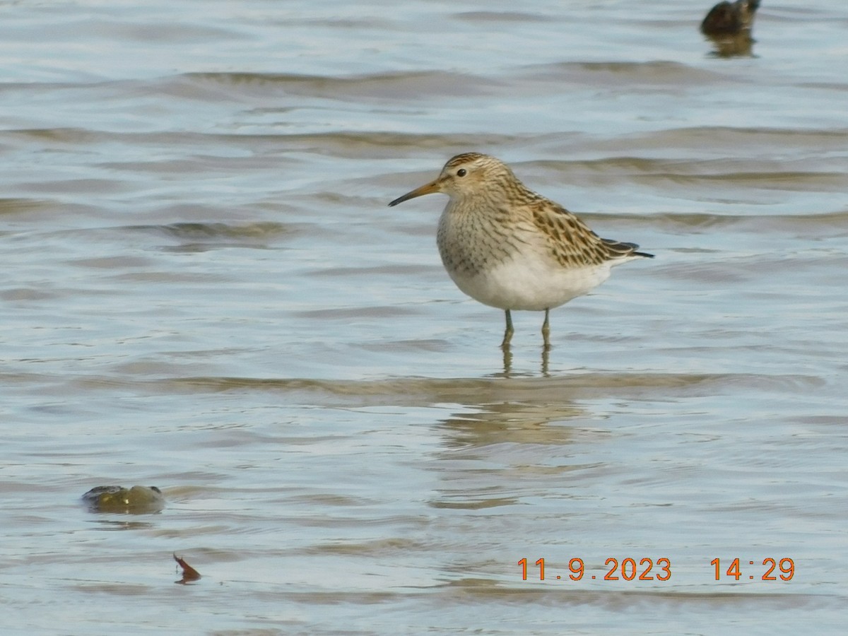 Graubrust-Strandläufer - ML610953882