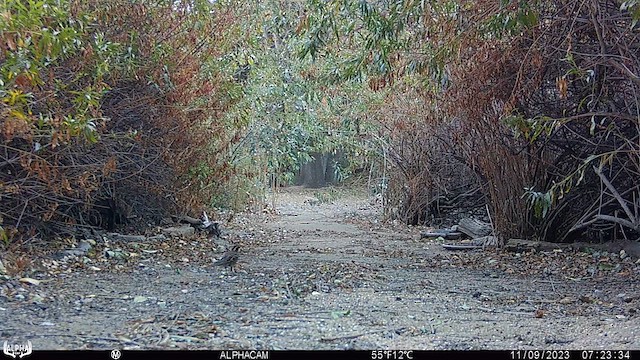 Varied Thrush - ML610953903