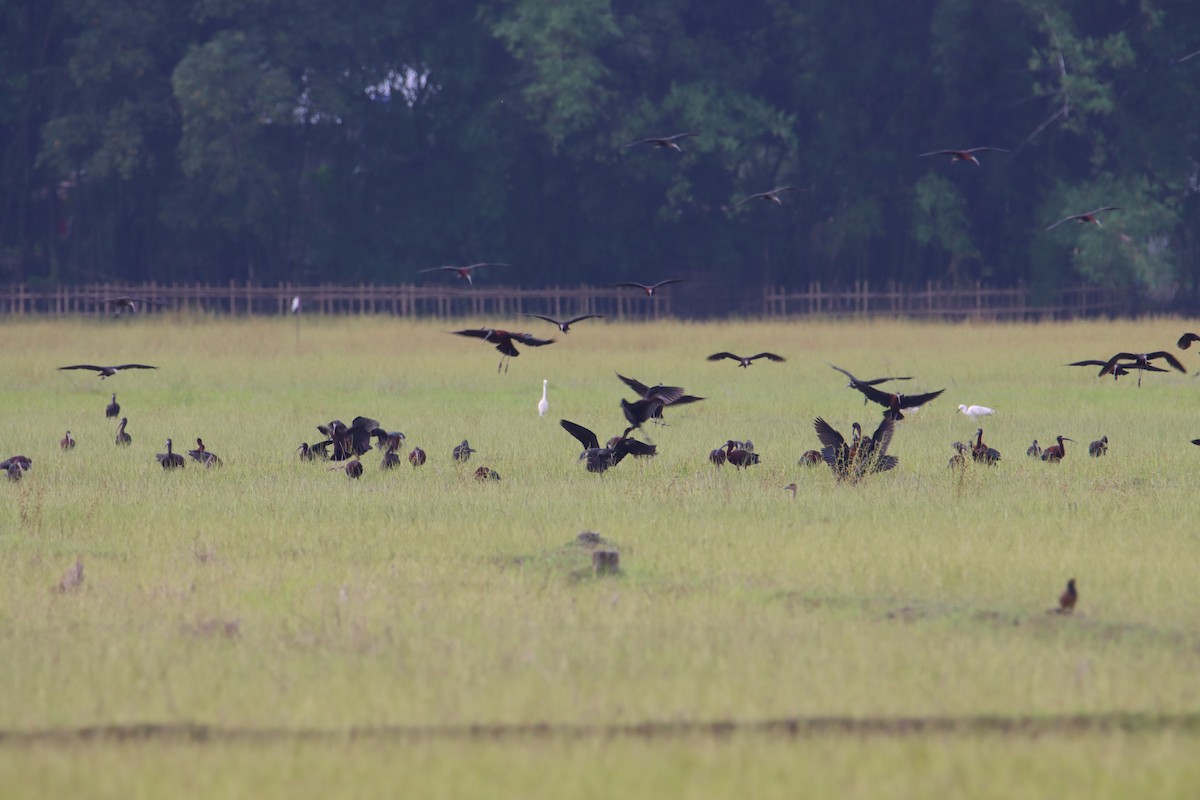 Glossy Ibis - ML610953991