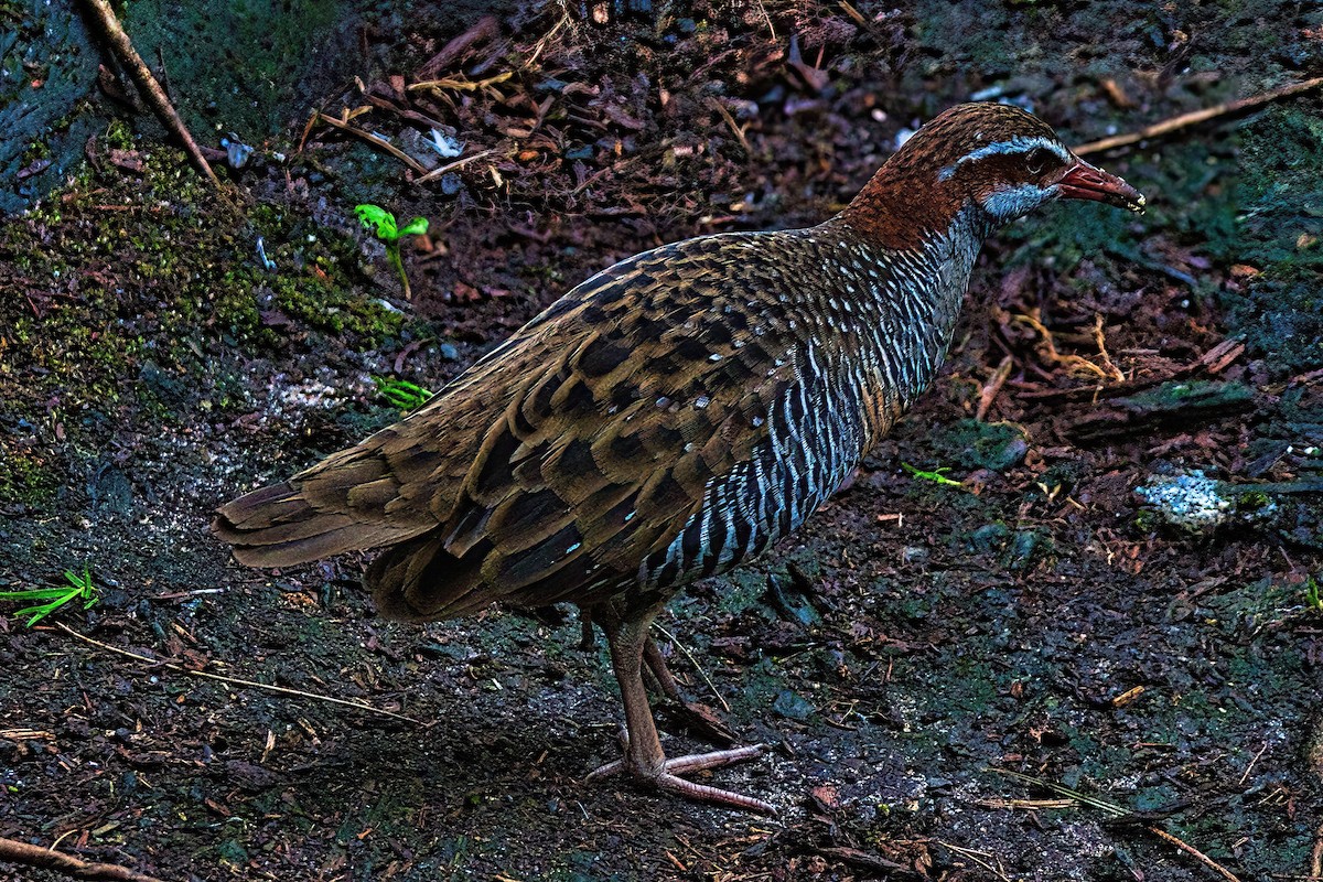 Buff-banded Rail - ML610954012