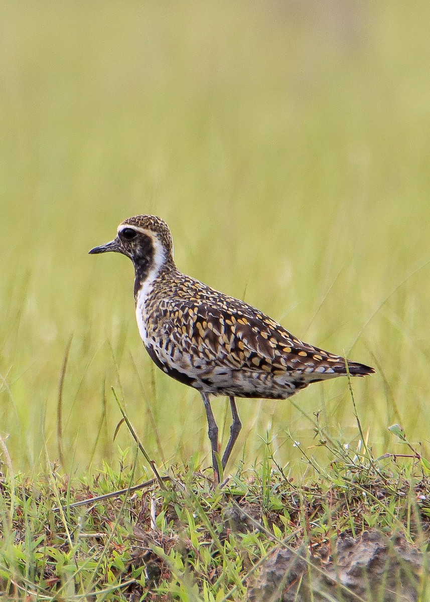 Pacific Golden-Plover - ML610954097
