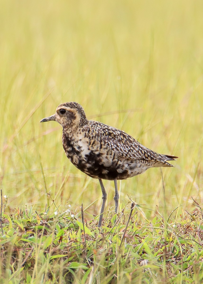 Pacific Golden-Plover - ML610954098