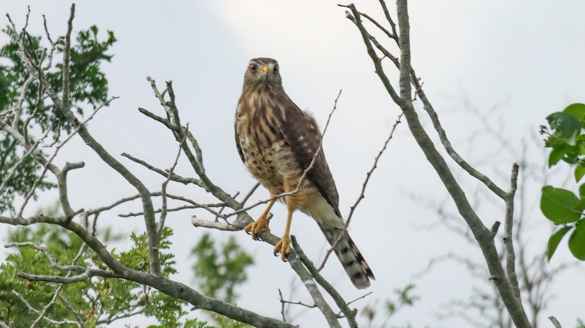 Roadside Hawk - Colette Micallef