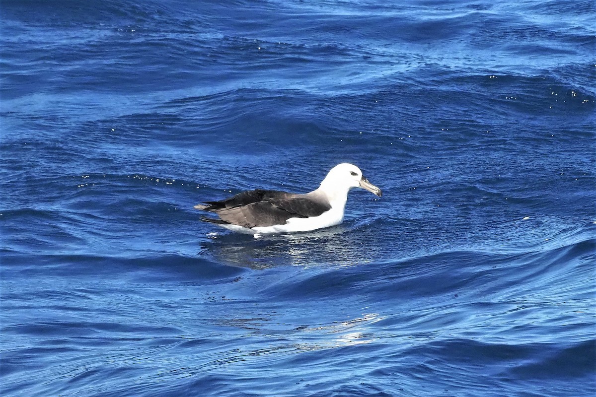 Albatros Ojeroso (melanophris) - ML610954191