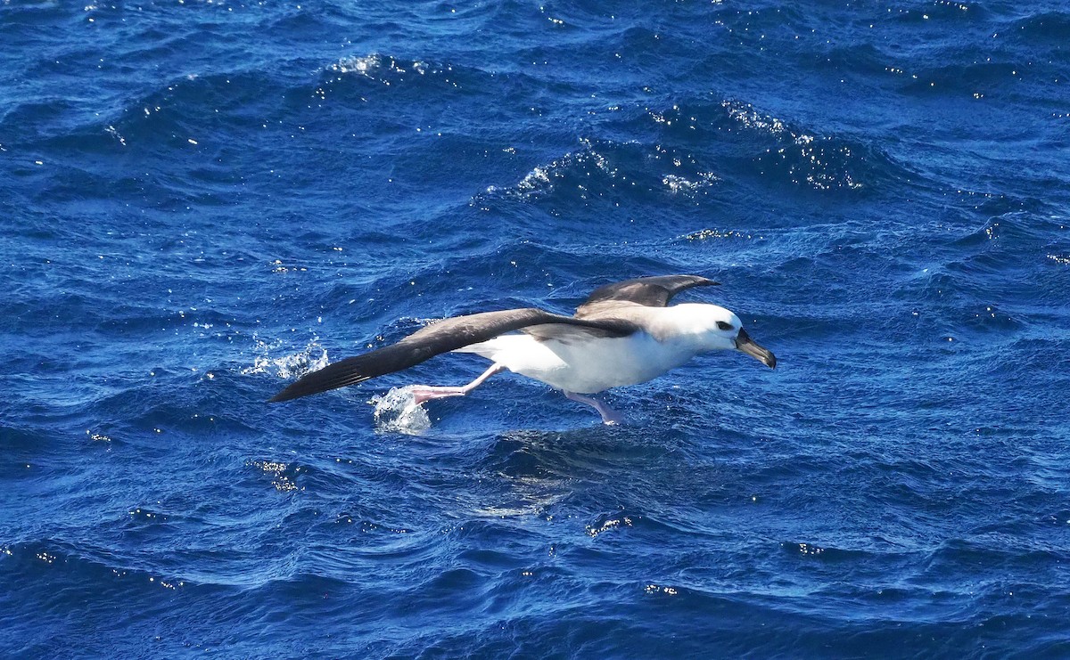 Kara Kaşlı Albatros (melanophris) - ML610954192