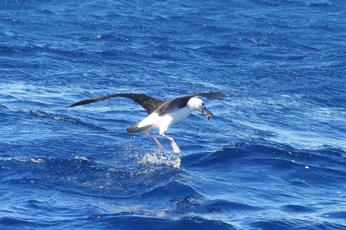 albatros černobrvý (ssp. melanophris) - ML610954193