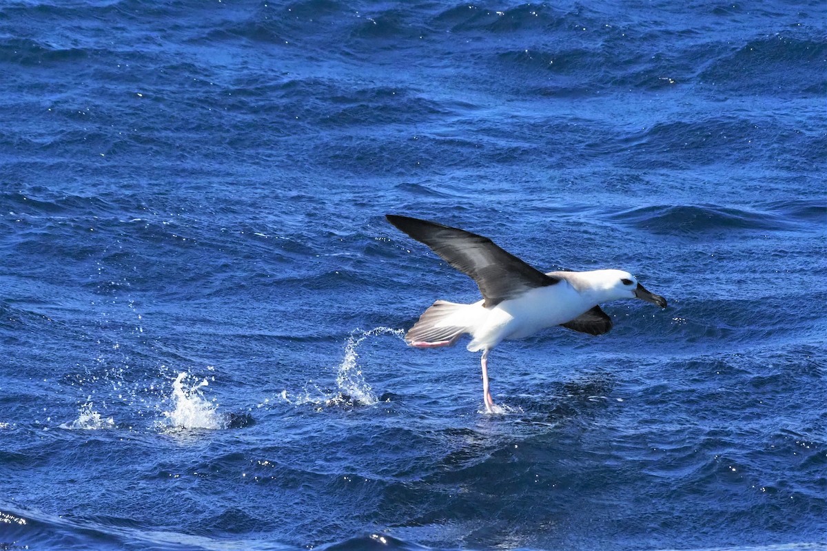 Albatros Ojeroso (melanophris) - ML610954194