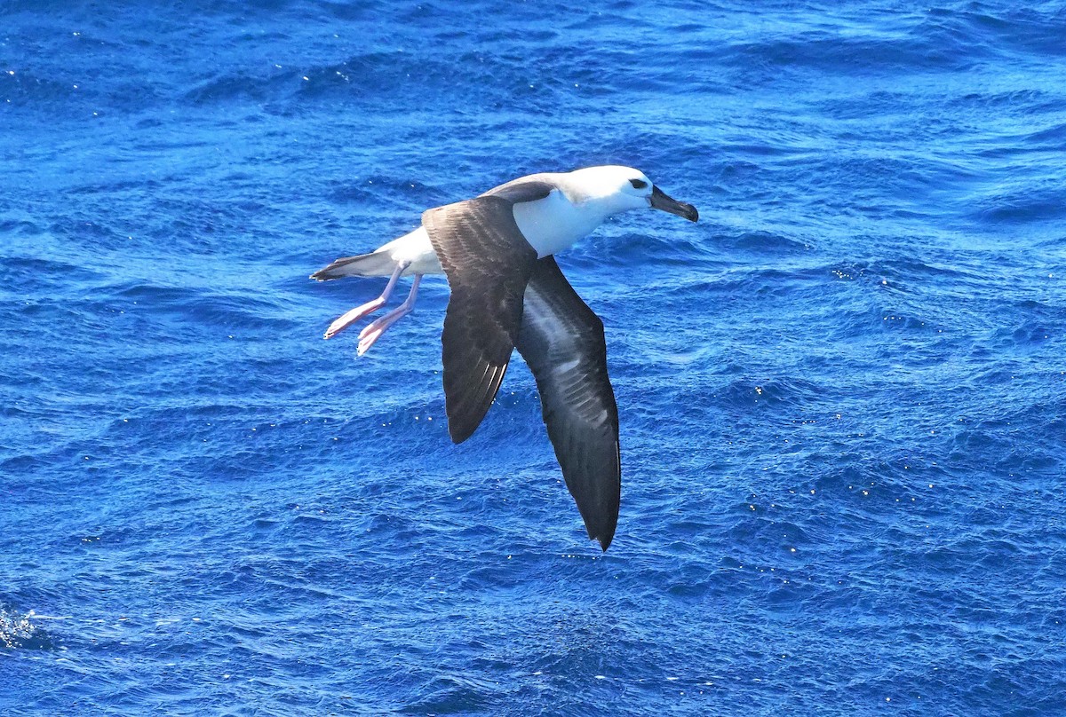 albatros černobrvý (ssp. melanophris) - ML610954195