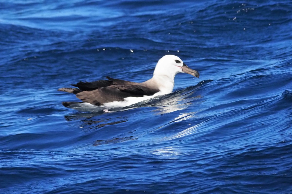 Kara Kaşlı Albatros (melanophris) - ML610954196
