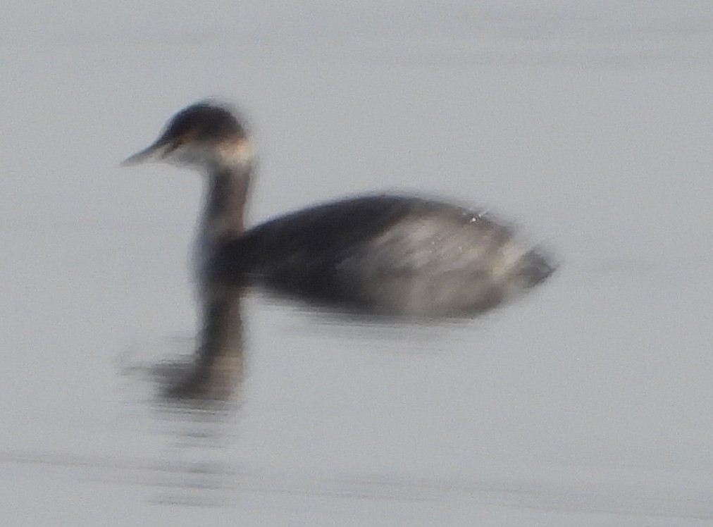 Eared Grebe - Ron White