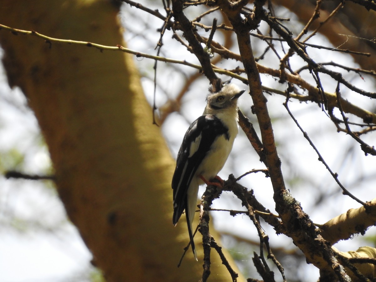 Gray-crested Helmetshrike - ML610954264