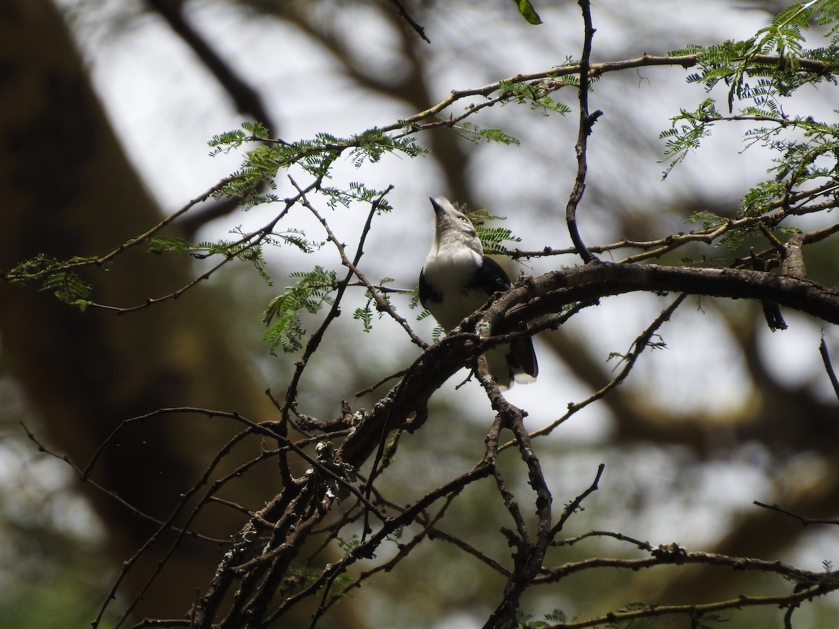 Gray-crested Helmetshrike - ML610954267