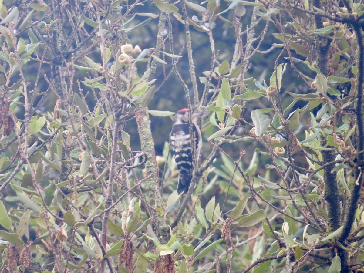 Lesser Spotted Woodpecker - ML610954298
