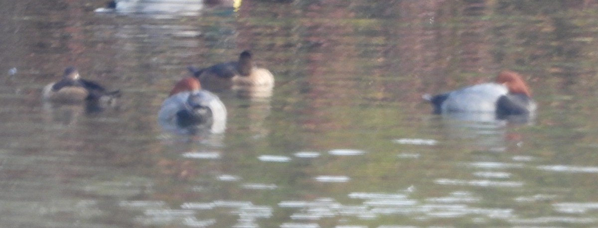 polák dlouhozobý - ML610954346