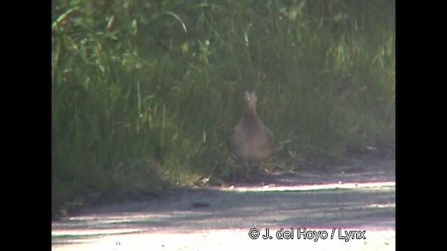 Tinamou perdrix - ML610954447