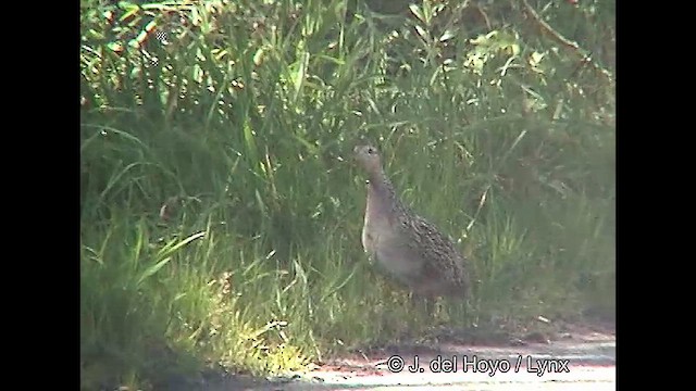 Chilean Tinamou - ML610954448