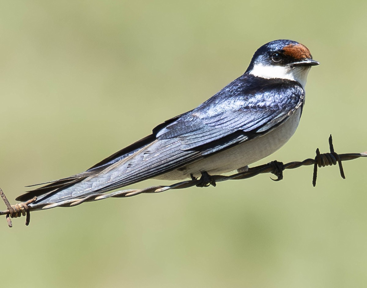 White-throated Swallow - ML610954492