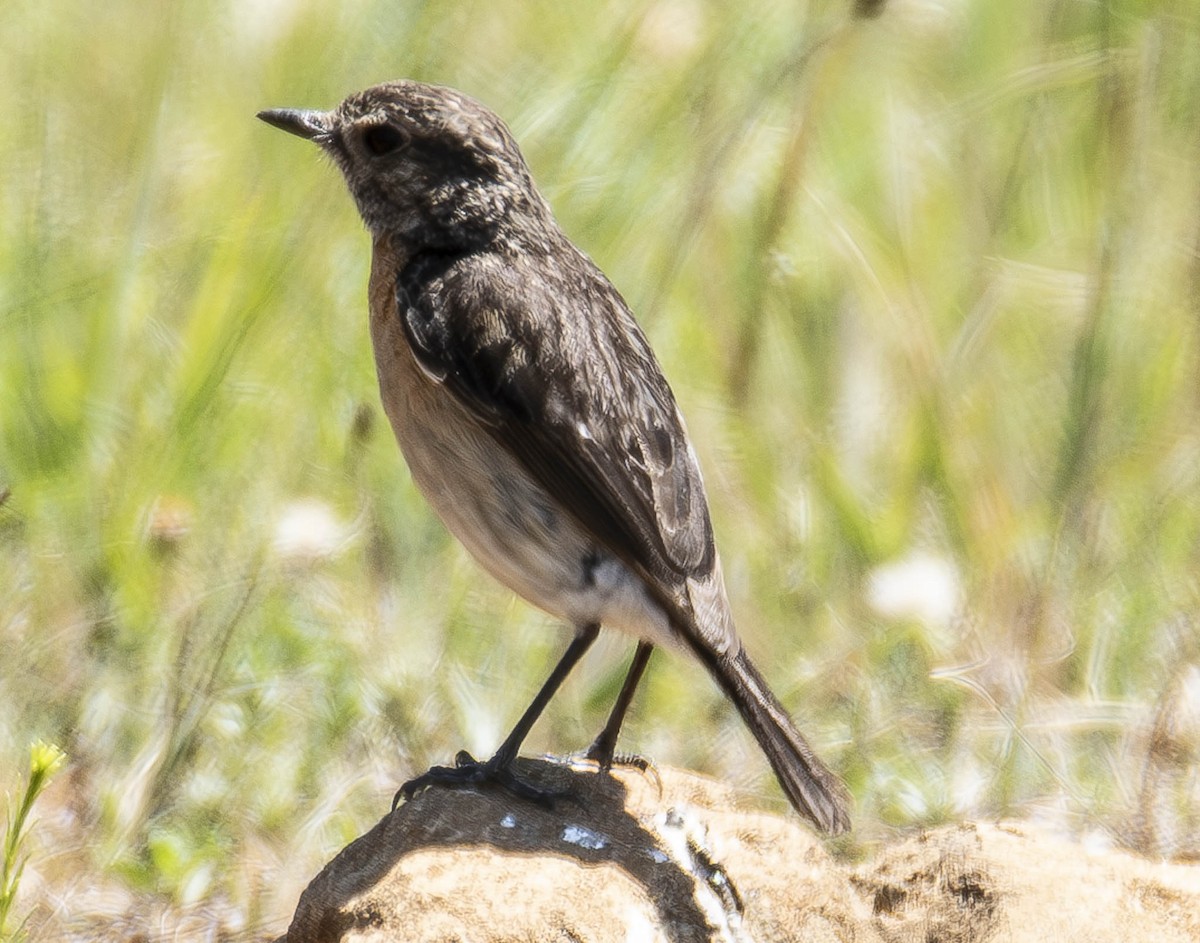 African Stonechat - ML610954550