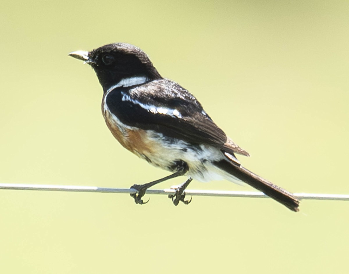 African Stonechat - ML610954555