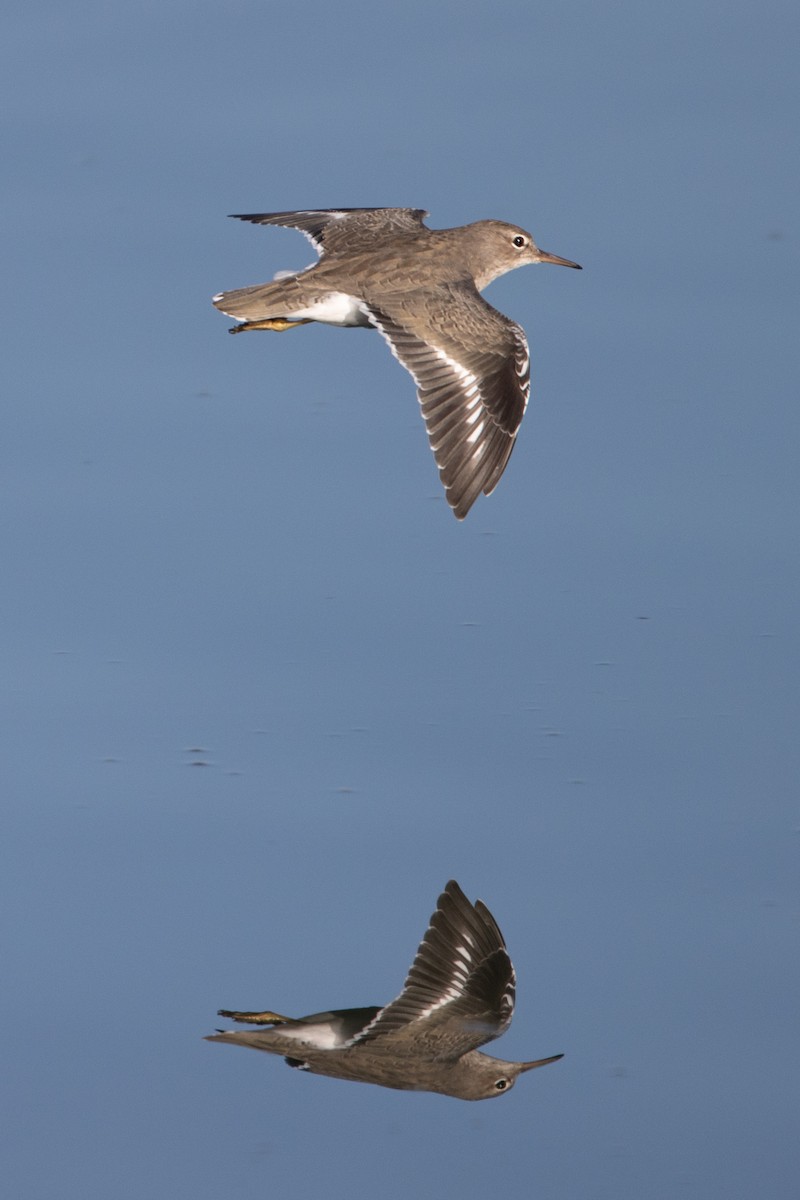 Spotted Sandpiper - ML610954564