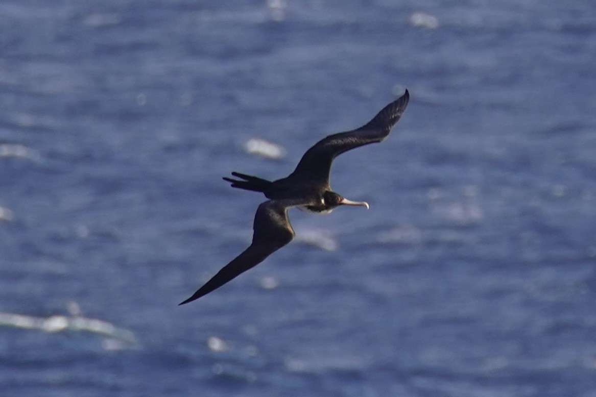 Great Frigatebird - ML610954703