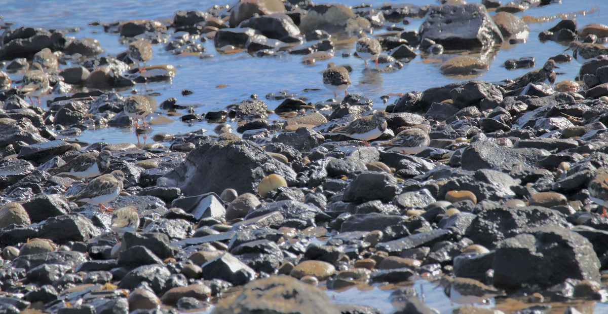 Ruddy Turnstone - ML610954706