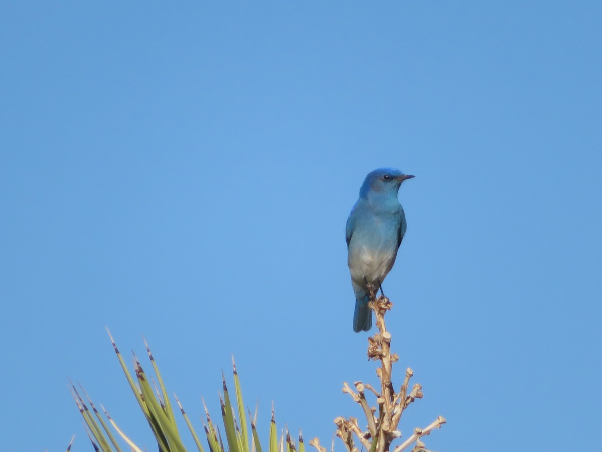 Mountain Bluebird - ML610954788