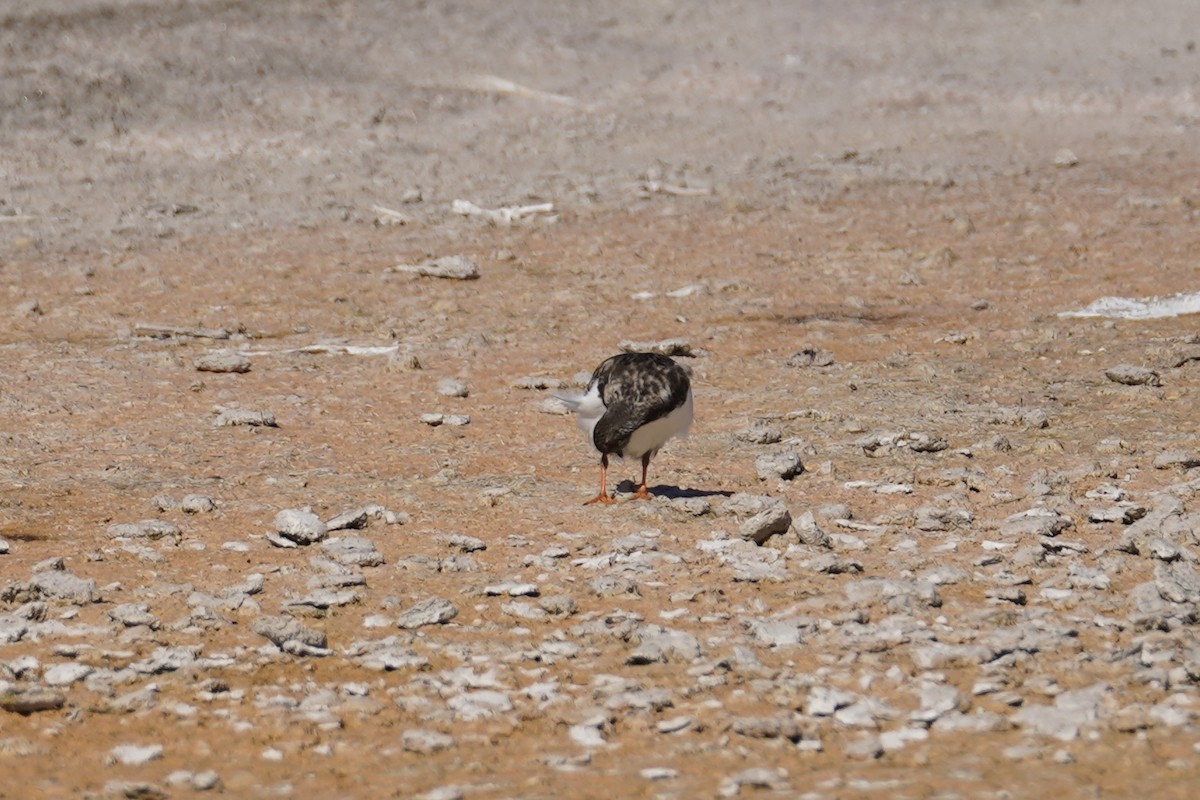 Ruddy Turnstone - Kyle Klotz