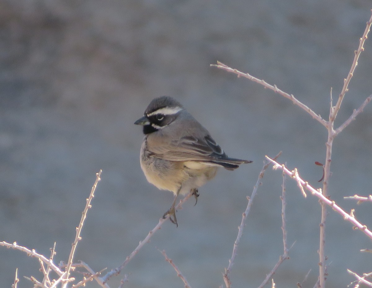 Black-throated Sparrow - ML610954929