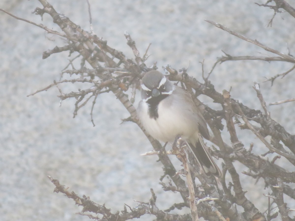 Black-throated Sparrow - Aidan Sinha