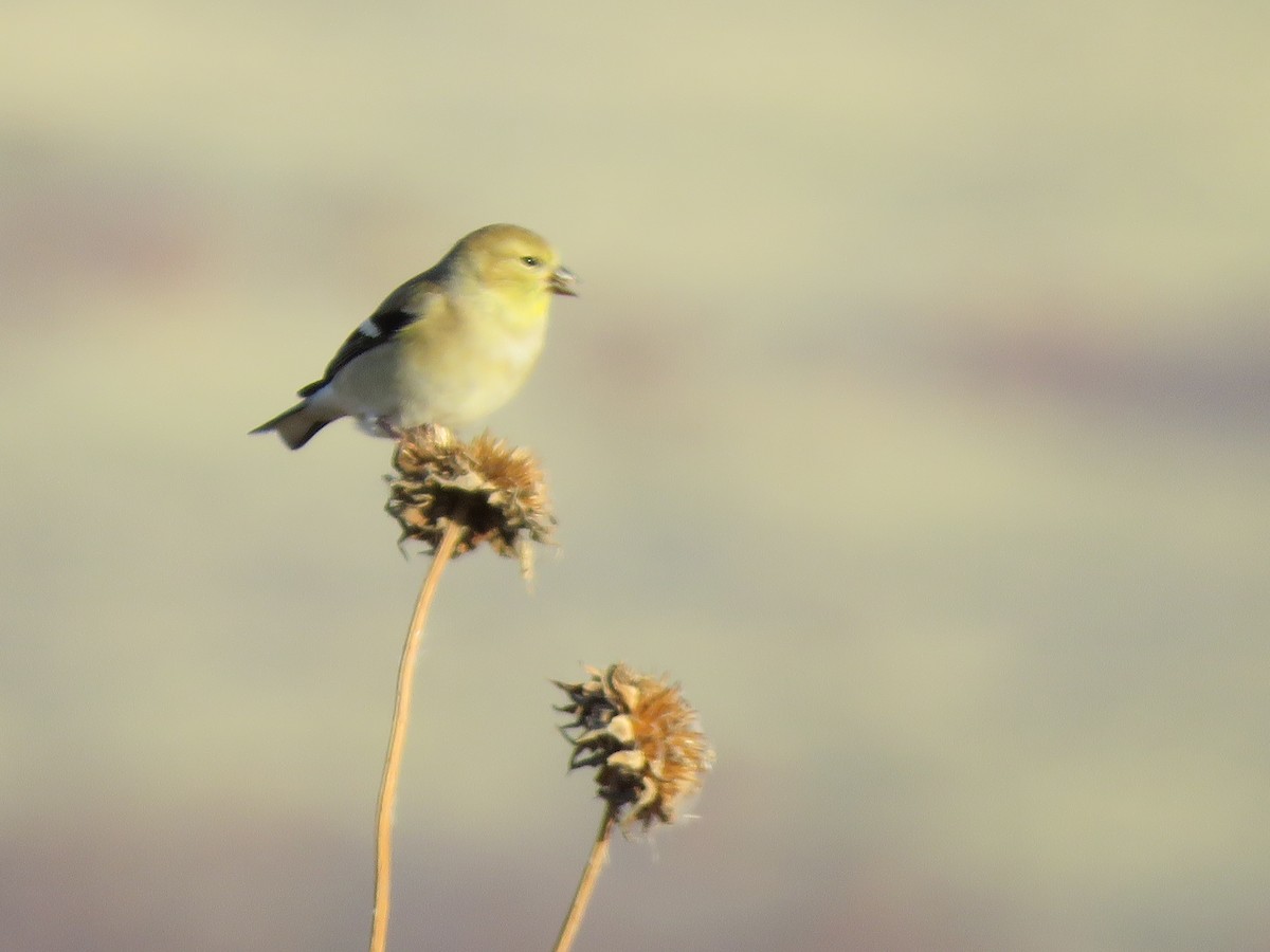 American Goldfinch - ML610954994