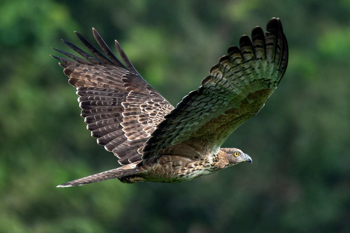 Oriental Honey-buzzard - Abhijit Mishra