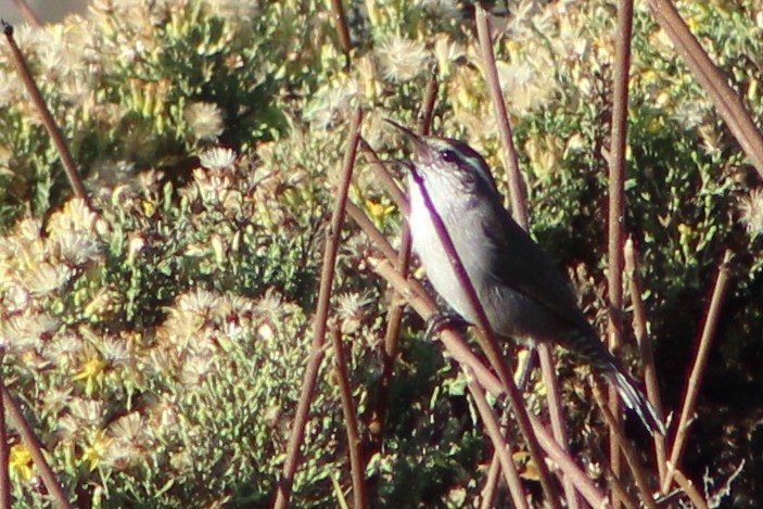 Bewick's Wren - ML610955045