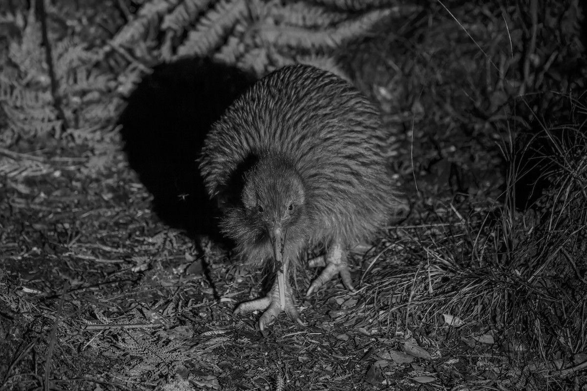 Southern Brown Kiwi (Stewart I.) - ML610955071