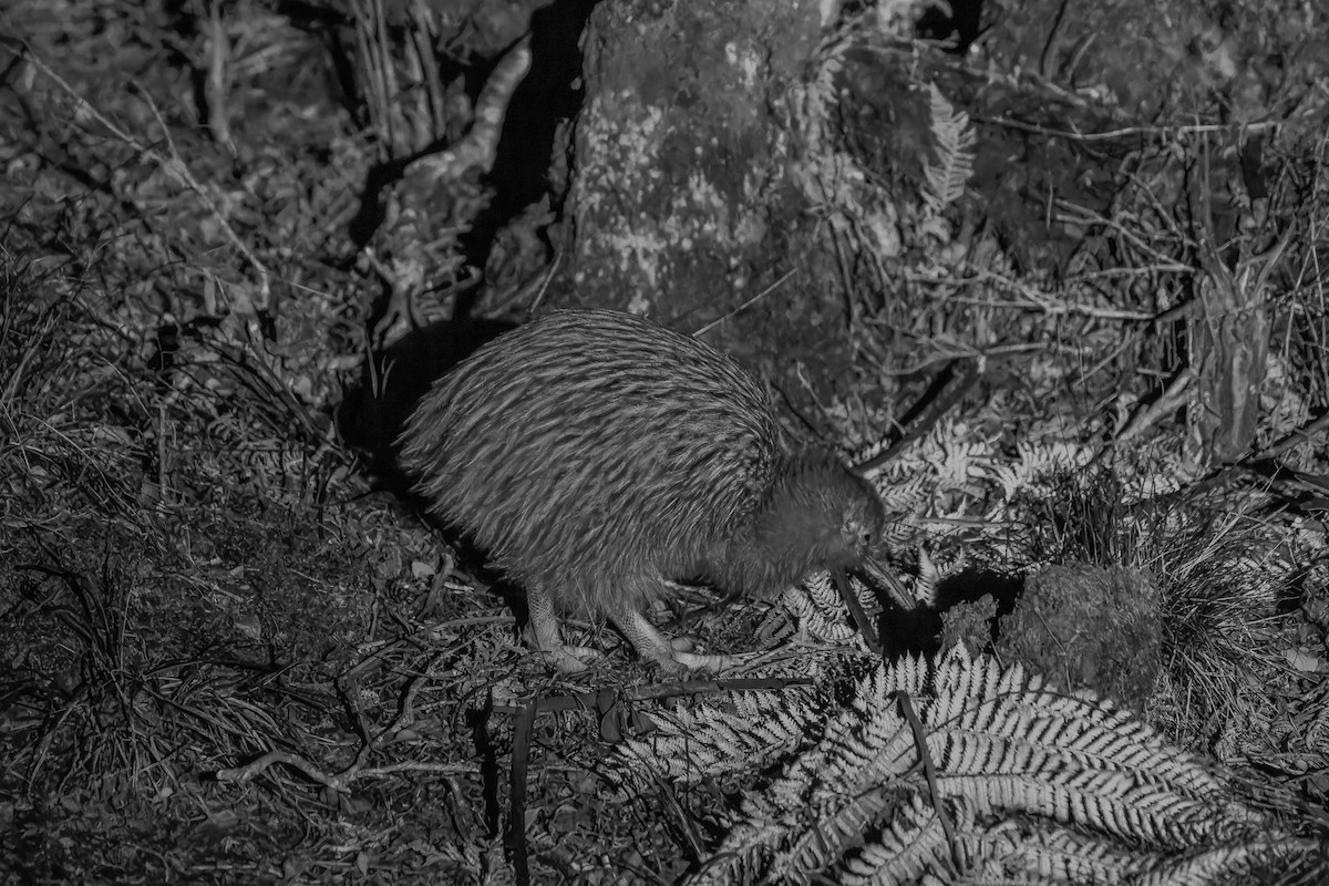 Kiwi austral (lawryi) - ML610955074