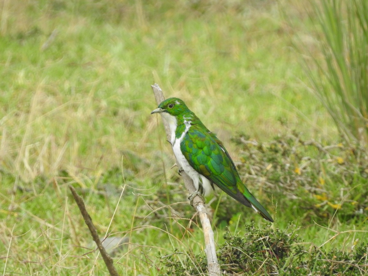 Coucou de Klaas - ML610955118