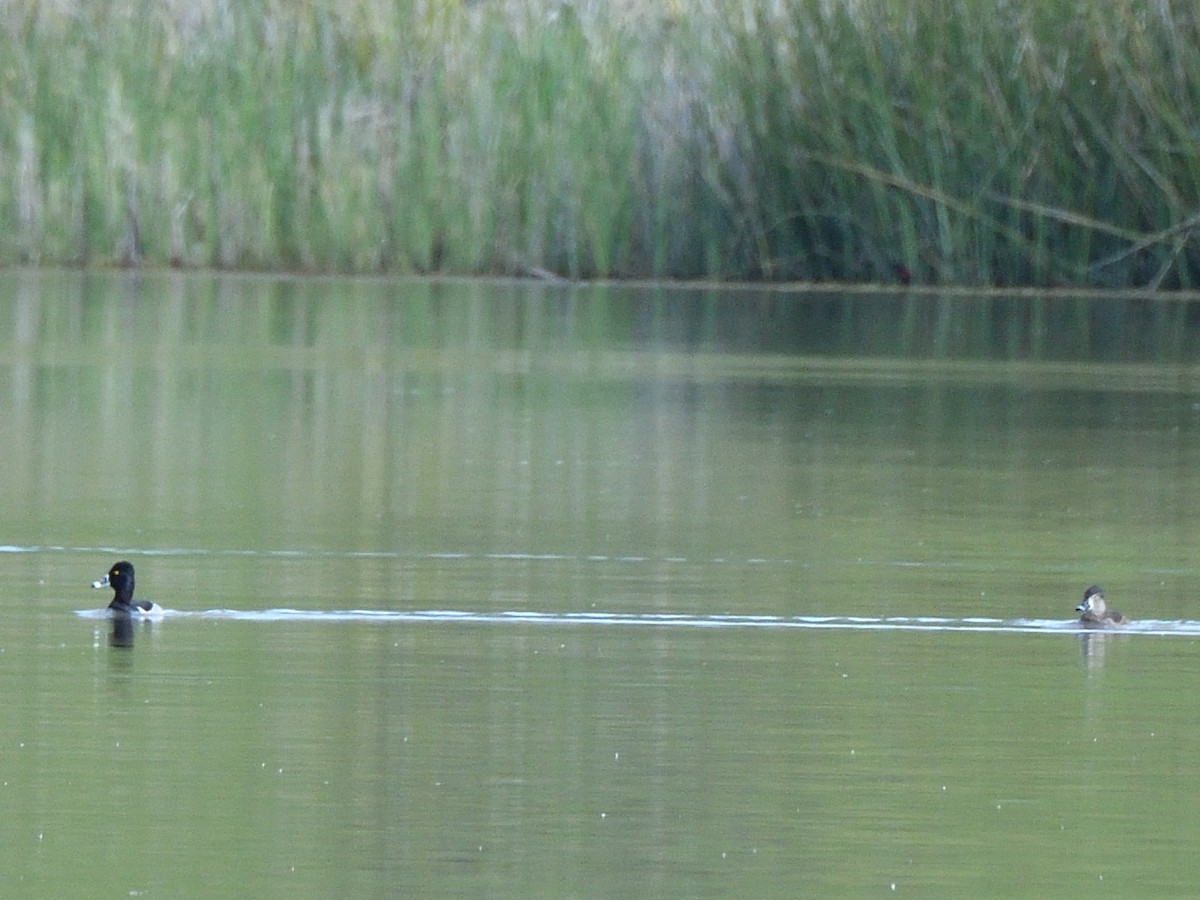 Ring-necked Duck - ML610955131