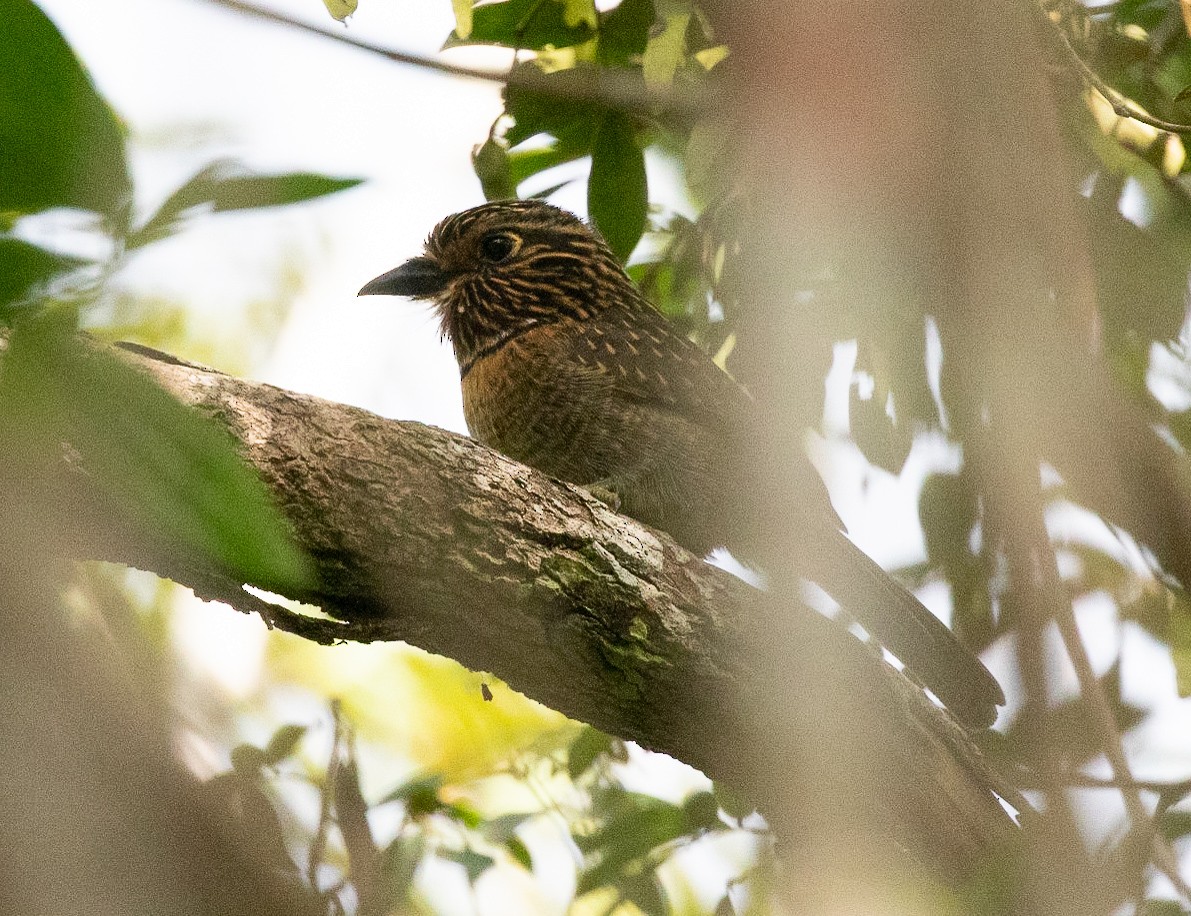 Crescent-chested Puffbird - ML610955211