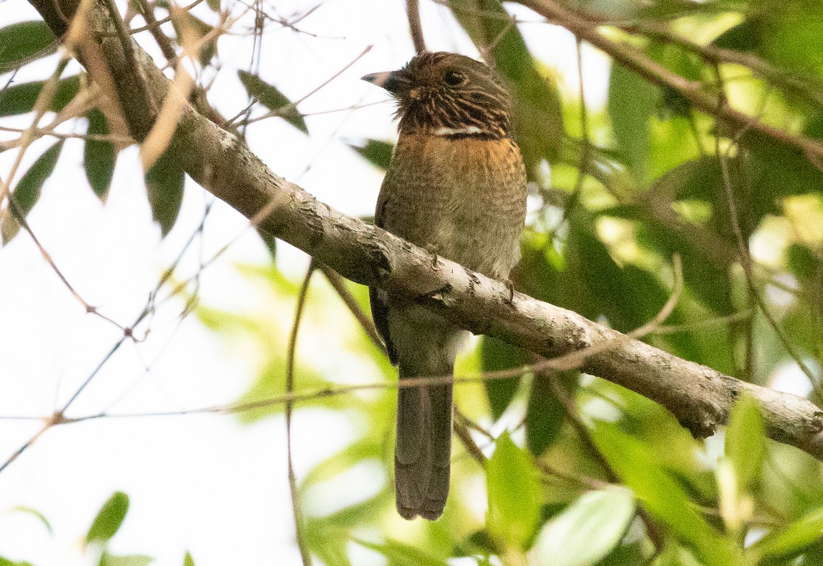 Crescent-chested Puffbird - ML610955212