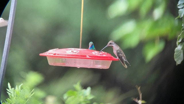 Colibrí Pochotero - ML610955346