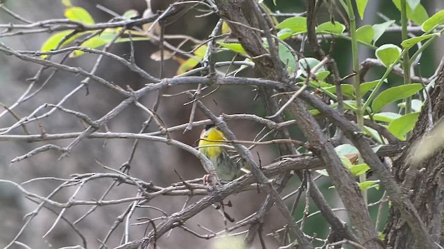 Rufous-capped Warbler - ML610955449