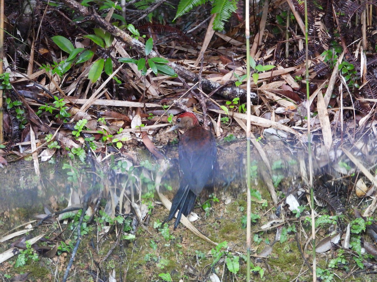 Okinawa Woodpecker - ML610955473