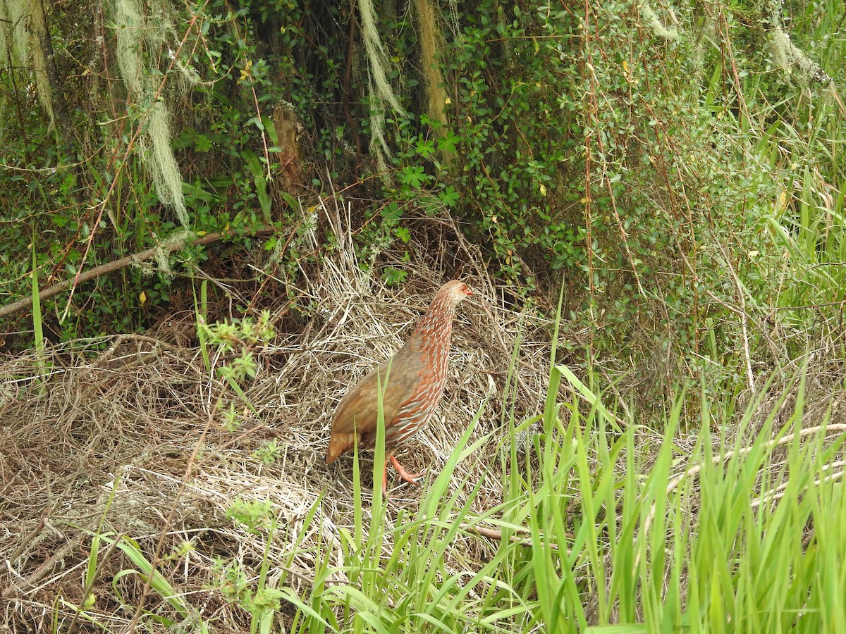 Jackson's Spurfowl - ML610955474