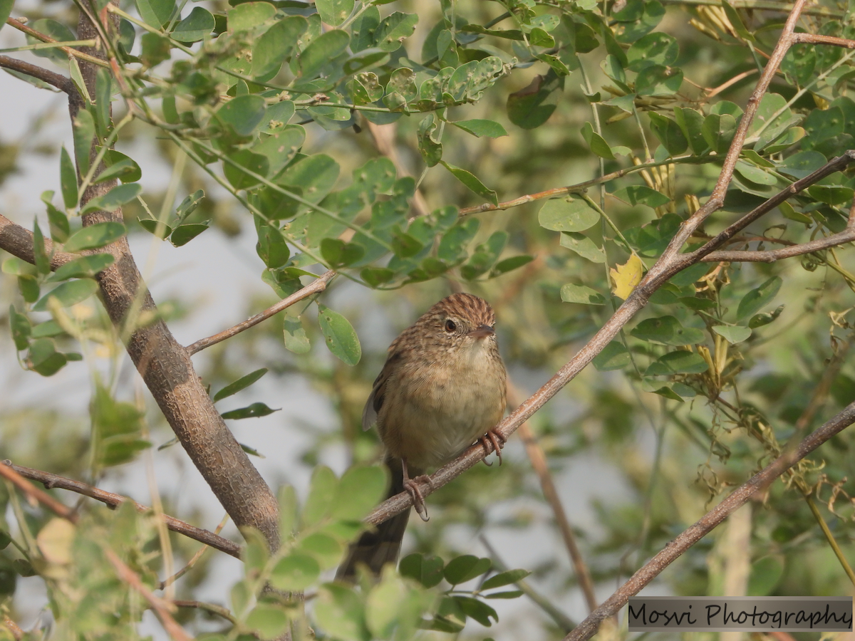 Prinia crinigère - ML610955514