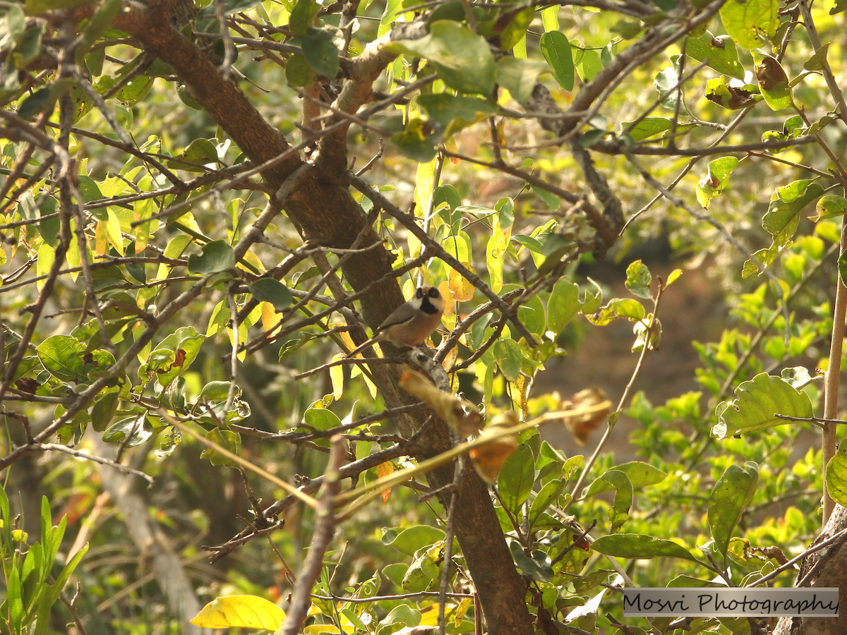 White-cheeked Tit - ML610955541