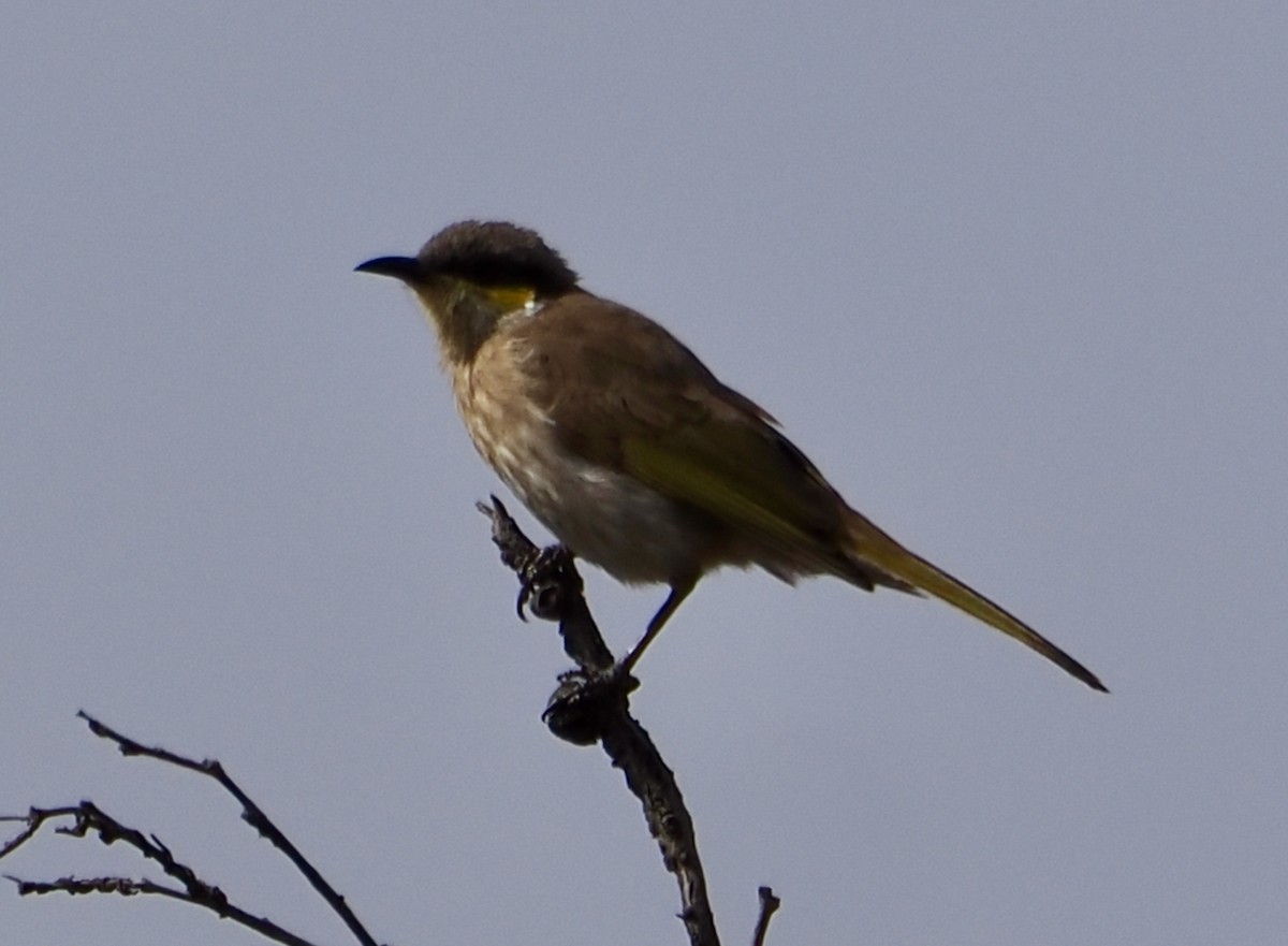 Singing Honeyeater - Ken Glasson