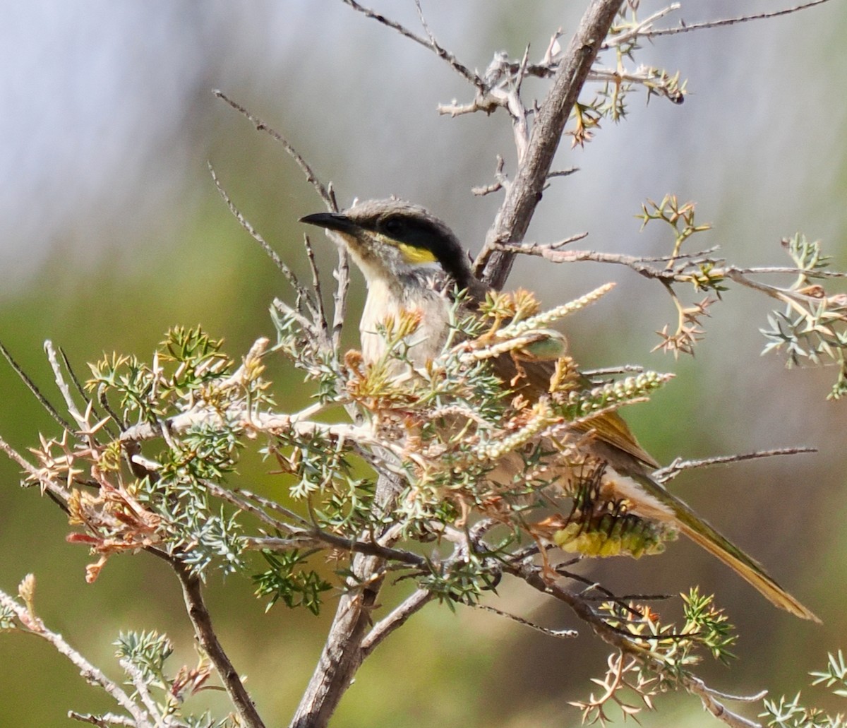 Singing Honeyeater - ML610955674